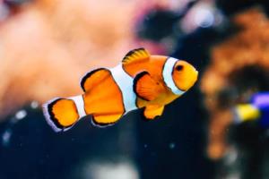 白市一校篮球联赛成绩查询指南白市一校篮球联赛成绩查询